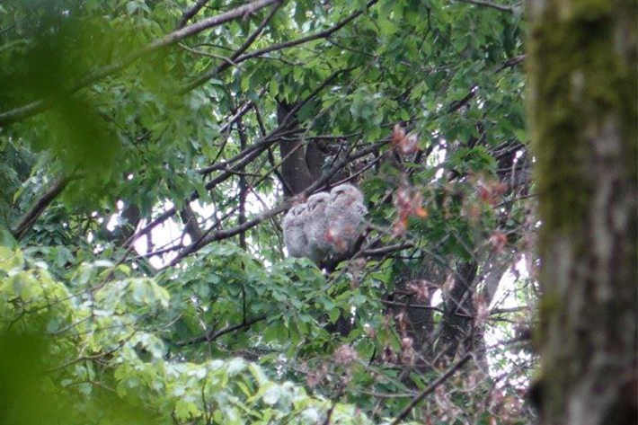 20230225_sonysforest_owl